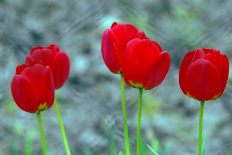 Tulips in 