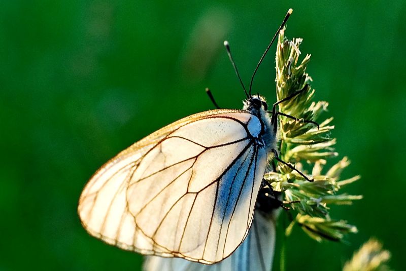 Летни пеперуди #1