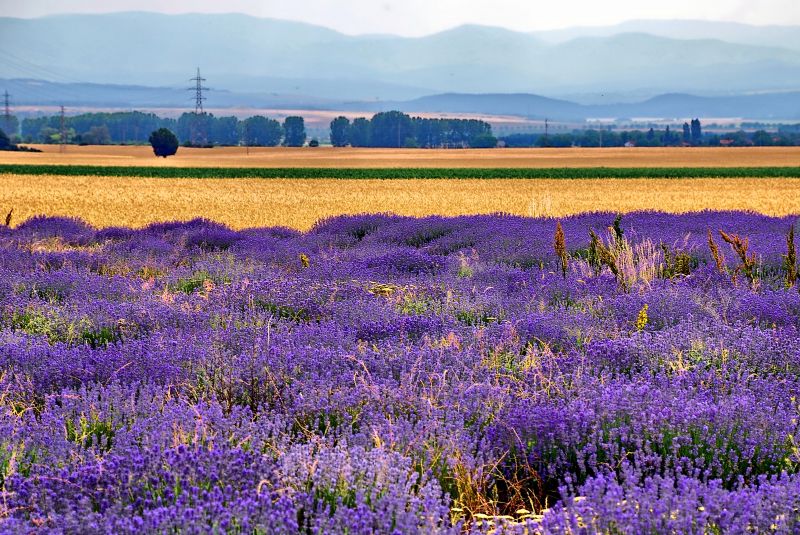 Lavender fields #2 - Pseudo-HDR