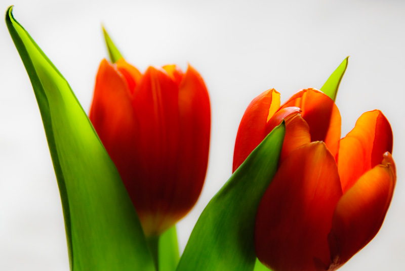 Лалета, Tulips