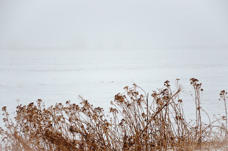 Iced foggy field