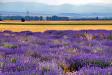 Lavender fields #2 - Pseudo-HDR