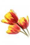 Bunch of tulips #2