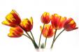 Bunch of tulips